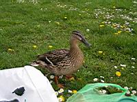 Canard Colvert (Photo F. Mrugala) (5)